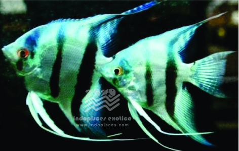 Pterophyllum Scalare